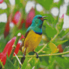 Sunbird Bird Diamond Paintings