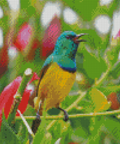 Sunbird Bird Diamond Paintings