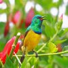 Sunbird Bird Diamond Paintings