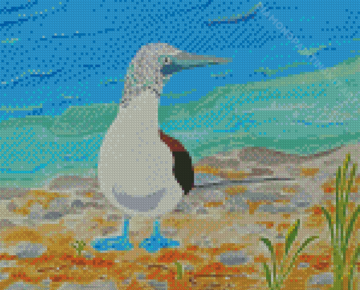 The Blue Footed Boobie Diamond Paintings