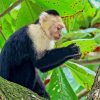 The Capuchin Monkey Diamond Paintings