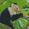 The Capuchin Monkey Diamond Paintings