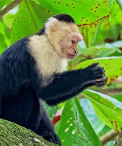 The Capuchin Monkey Diamond Paintings