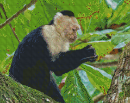 The Capuchin Monkey Diamond Paintings