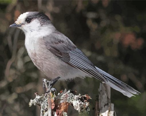 The Whiskey Jack Bird Diamond Paintings