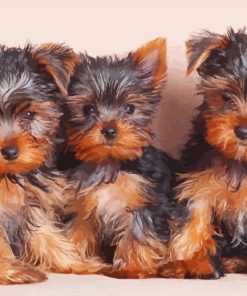 Three Yorkshire Terrier Puppies Diamond Paintings