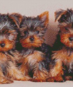 Three Yorkshire Terrier Puppies Diamond Paintings