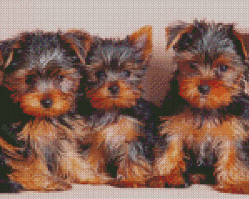 Three Yorkshire Terrier Puppies Diamond Paintings