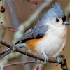 Tufted Titmouse Diamond Paintings