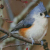 Tufted Titmouse Diamond Paintings