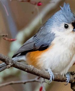 Tufted Titmouse Diamond Paintings