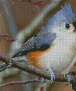 Tufted Titmouse Diamond Paintings