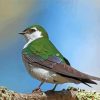 Violet Green Swallow Bird Diamond Paintings