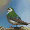 Violet Green Swallow Bird Diamond Paintings