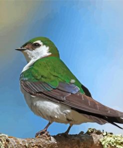 Violet Green Swallow Bird Diamond Paintings