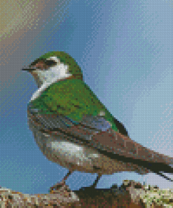 Violet Green Swallow Bird Diamond Paintings