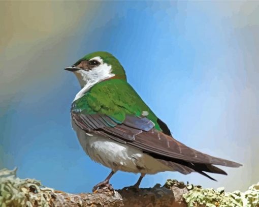 Violet Green Swallow Bird Diamond Paintings