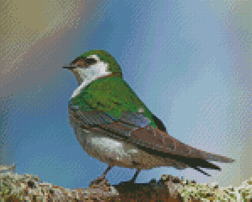 Violet Green Swallow Bird Diamond Paintings