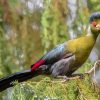 White Cheeked Turaco Diamond Paintings