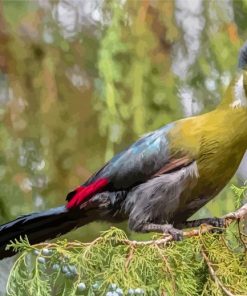 White Cheeked Turaco Diamond Paintings