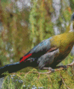 White Cheeked Turaco Diamond Paintings