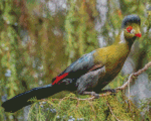 White Cheeked Turaco Diamond Paintings