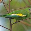 White Winged Parakeet Diamond Paintings