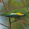 White Winged Parakeet Diamond Paintings