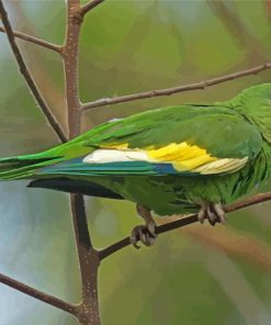 White Winged Parakeet Diamond Paintings