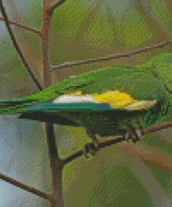 White Winged Parakeet Diamond Paintings