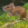 Wild Field Mouse Diamond Paintings