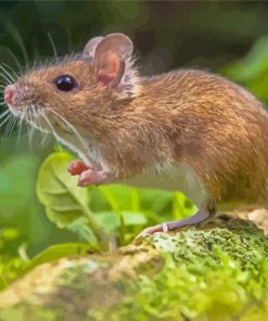 Wild Field Mouse Diamond Paintings