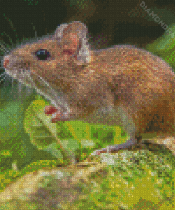 Wild Field Mouse Diamond Paintings