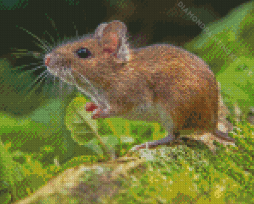 Wild Field Mouse Diamond Paintings