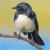 Willie Wagtail Diamond Paintings