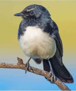 Willie Wagtail Diamond Paintings