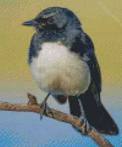 Willie Wagtail Diamond Paintings