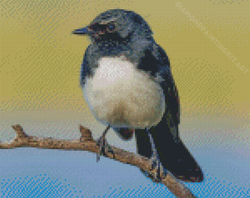 Willie Wagtail Diamond Paintings