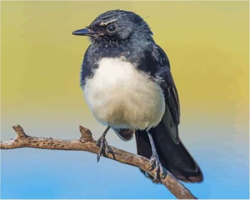 Willie Wagtail Diamond Paintings