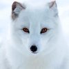 Aesthetic Polar Fox Art Diamond Paintings