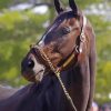 Close Up Zenyatta Racehorse Diamond Paintings