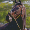 Close Up Zenyatta Racehorse Diamond Paintings