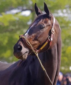 Close Up Zenyatta Racehorse Diamond Paintings