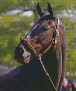 Close Up Zenyatta Racehorse Diamond Paintings