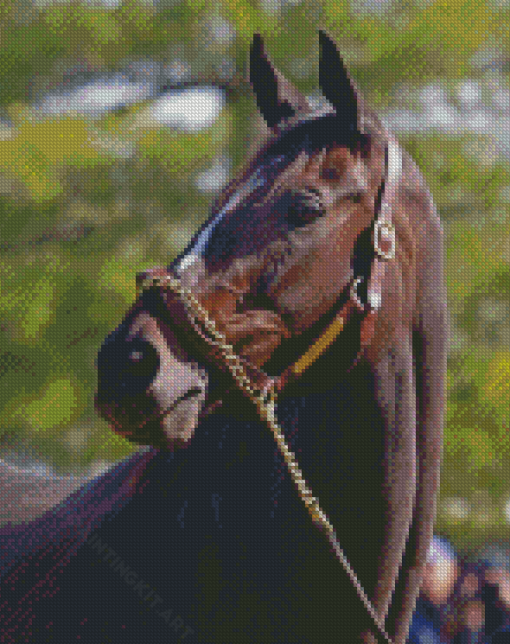 Close Up Zenyatta Racehorse Diamond Paintings