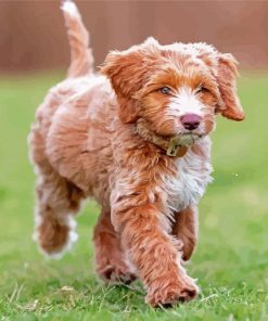 Cute Chocolate Labradoodle Diamond Paintings