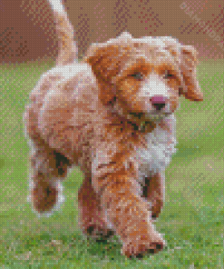 Cute Chocolate Labradoodle Diamond Paintings