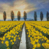 Daffodils Field Diamond Paintings