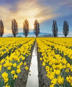 Daffodils Field Diamond Paintings