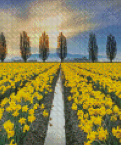 Daffodils Field Diamond Paintings